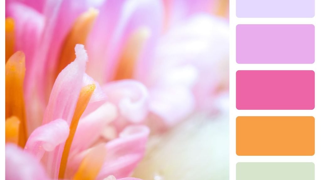 Close-up of a pink and orange flower next to matching color palette swatches used for a coordinated room color scheme